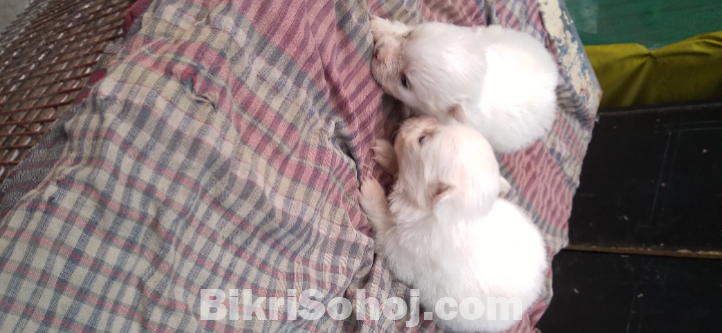 German spitz male female and puppies